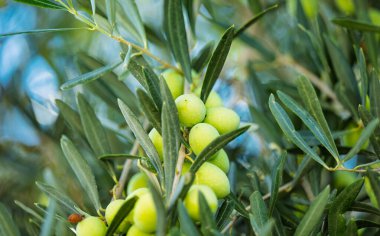 Ağaçta yetişen yeşil zeytinler