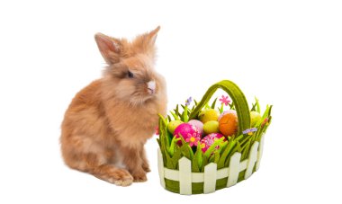 Beyaz arka plan üzerinde izole kırmızı tavşan