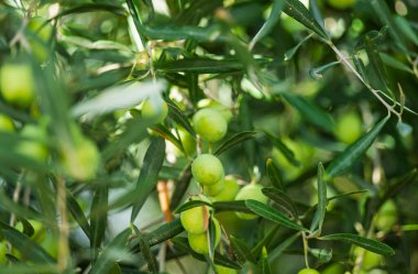 Ağaçta yetişen yeşil zeytinler