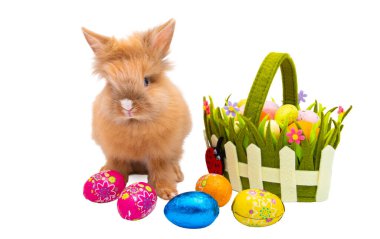 Beyaz arka plan üzerinde izole kırmızı tavşan