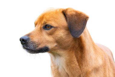 Beyaz arka planda izole edilmiş kırmızı bir köpeğin portresi
