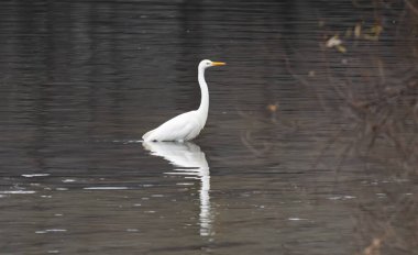 Bir balıkçıl berrak sularda duruyor.