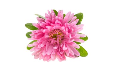 aster beyaz arkaplanda izole edildi