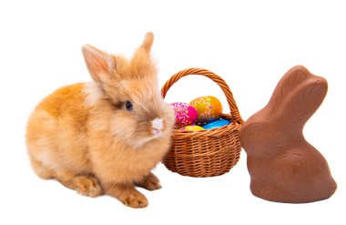 Beyaz arka plan üzerinde izole kırmızı tavşan