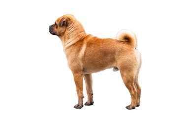 Beyaz arka planda izole edilmiş kırmızı bir köpeğin portresi