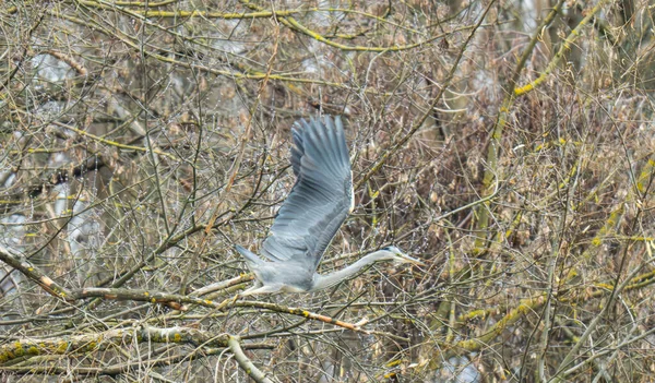 Gri balıkçıl kuşunun fotoğrafı. Yaklaş.