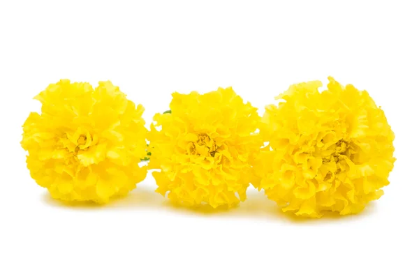 Желтый мариголд — стоковое фото