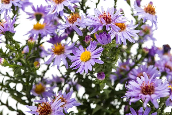 Paarse chrysant — Stockfoto