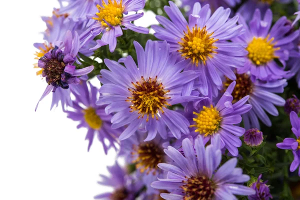 purple chrysanthemum