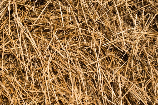 Dry straw macro shot — Stock Photo, Image