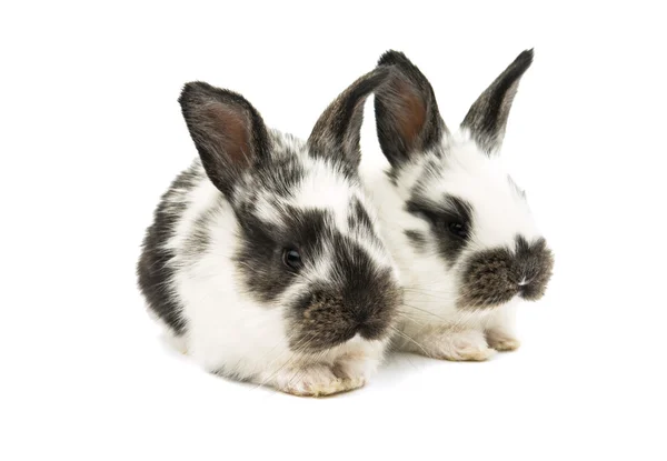 Lite kaniner — Stockfoto