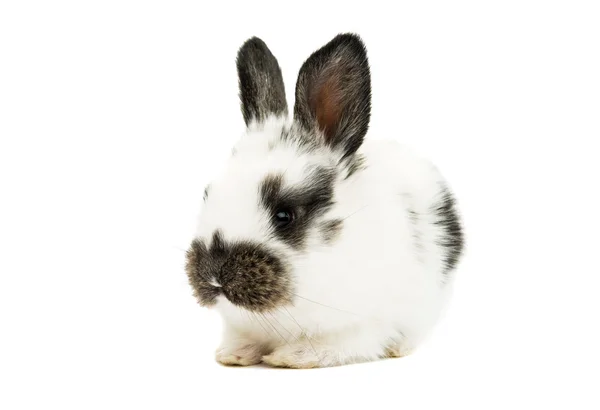 Little rabbits Royalty Free Stock Images