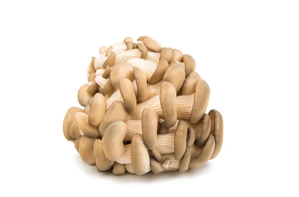 Oyster mushrooms — Stock Photo, Image