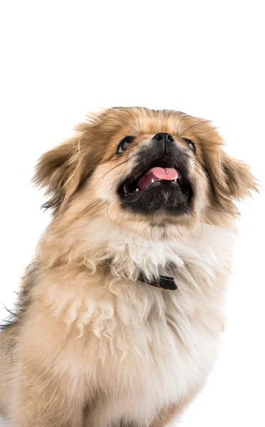 Pekingesiska — Stockfoto