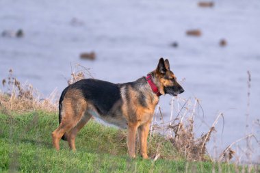 Parkta yürüyen bir Alman çoban köpeğinin fotoğrafı.