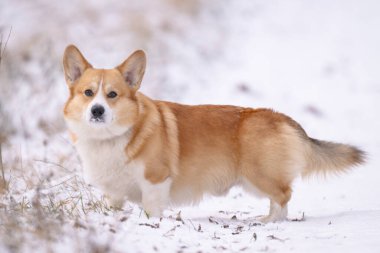Kışın parkta yürüyen Galli bir Corgi 'nin fotoğrafı.
