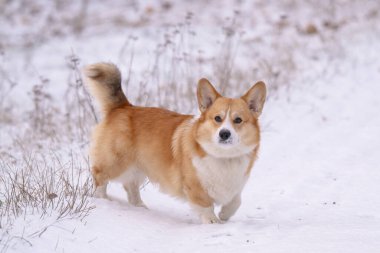 Kışın parkta yürüyen Galli bir Corgi 'nin fotoğrafı.