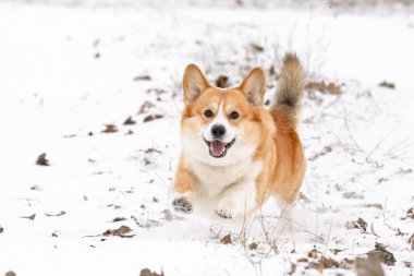 Kışın parkta yürüyen Galli bir Corgi 'nin fotoğrafı.