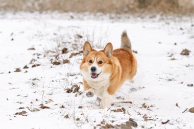 Kışın parkta yürüyen Galli bir Corgi 'nin fotoğrafı.