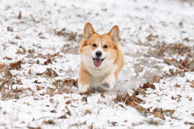 Kışın parkta yürüyen Galli bir Corgi 'nin fotoğrafı.
