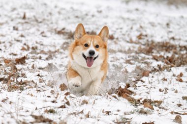 Kışın parkta yürüyen Galli bir Corgi 'nin fotoğrafı.