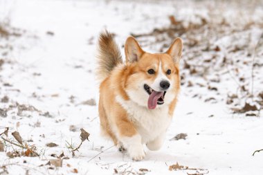 Kışın parkta yürüyen Galli bir Corgi 'nin fotoğrafı.