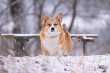 Kışın parkta yürüyen Galli bir Corgi 'nin fotoğrafı.