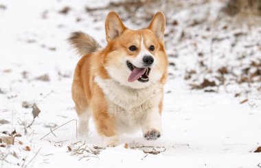 Kışın parkta yürüyen Galli bir Corgi 'nin fotoğrafı.