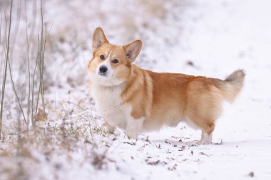 Kışın parkta yürüyen Galli bir Corgi 'nin fotoğrafı.