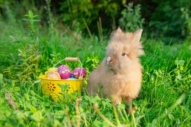 Baharda yeşil çimlerde bir Paskalya tavşanının fotoğrafı.