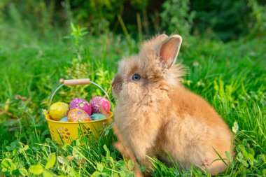 Baharda yeşil çimlerde bir Paskalya tavşanının fotoğrafı.