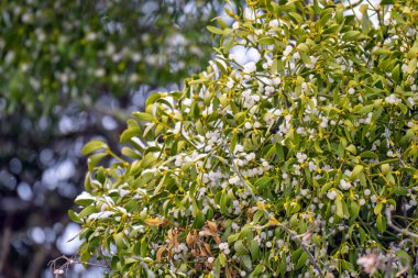 Böğürtlenli ökseotu dallarının arka planı