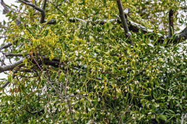 Böğürtlenli ökseotu dallarının arka planı