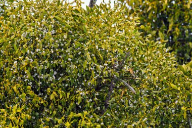 Böğürtlenli ökseotu dallarının arka planı