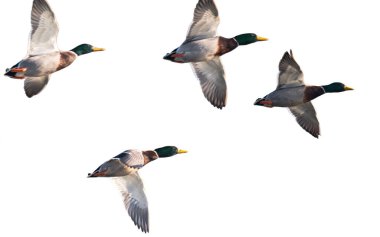 Beyaz arka planda uçan ördeklerin fotoğrafı.
