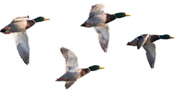 Nehrin üzerinde uçan ördeklerin fotoğrafı.