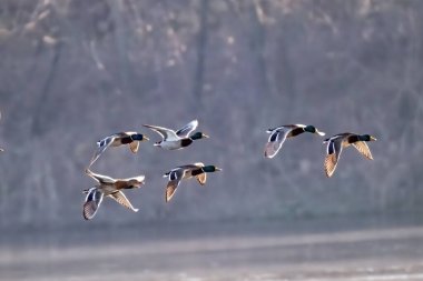 Nehrin üzerinde uçan ördeklerin fotoğrafı.