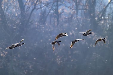 Nehrin üzerinde uçan ördeklerin fotoğrafı.