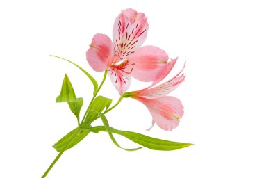 Beyaz arka plan üzerinde izole alstroemeria