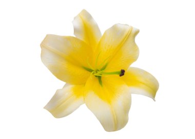 Beyaz arkaplanda izole edilmiş zambak çiçeği