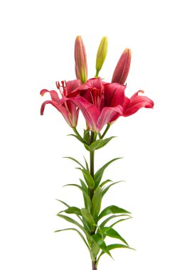 Beyaz arkaplanda izole edilmiş zambak çiçeği