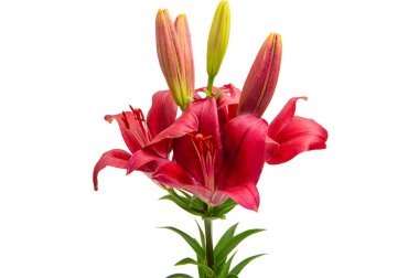 Beyaz arkaplanda izole edilmiş zambak çiçeği