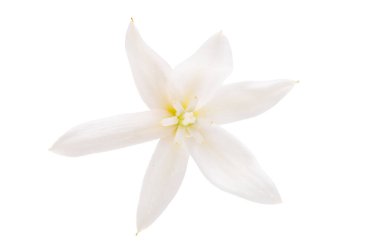 Beyaz arka planda izole edilmiş beyaz yukka çiçeği