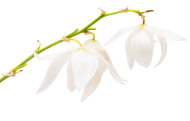 Beyaz arka planda izole edilmiş beyaz yukka çiçeği