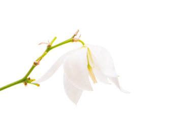 Beyaz arka planda izole edilmiş beyaz yukka çiçeği