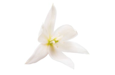 Beyaz arka planda izole edilmiş beyaz yukka çiçeği
