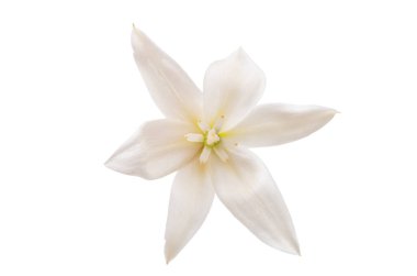Beyaz arka planda izole edilmiş beyaz yukka çiçeği