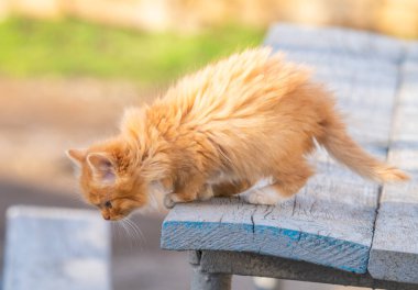 Sokakta bir kedi yavrusunun yakın çekimi.