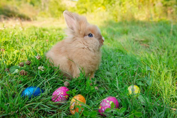 Baharda yeşil çimlerde bir Paskalya tavşanının fotoğrafı.