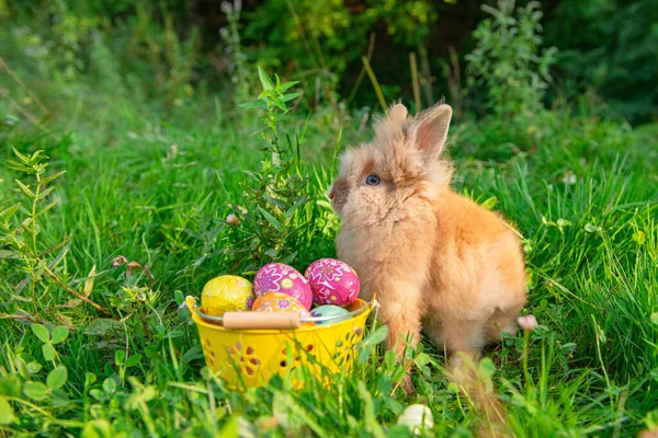 Baharda yeşil çimlerde bir Paskalya tavşanının fotoğrafı.